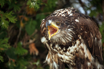 Screaming Eagle
