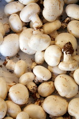 Champiñones