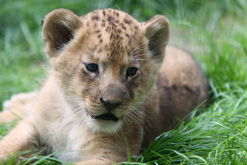 Baby-Löwe