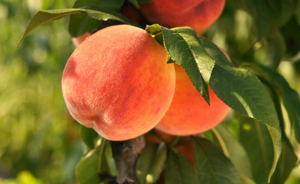 Red ripe peaches on a tree.