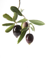 aceitunas en rama con aceite de oliva