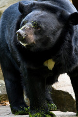 Orso nero black americn bear