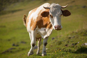 Fototapeta na wymiar cow walking towards camera
