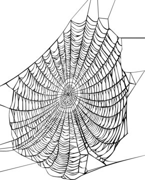 black spider web on white