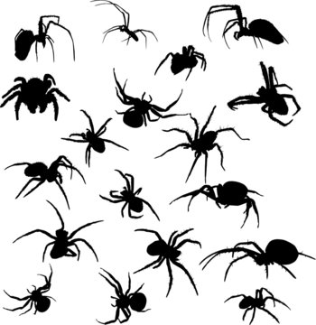 eighteen spider silhouettes