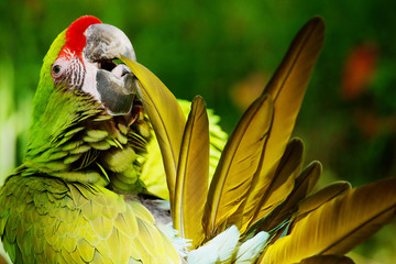 Fototapeta premium plumage