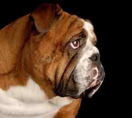 Obraz premium brindle english bulldog portrait on black background