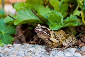 Green toad under a plant