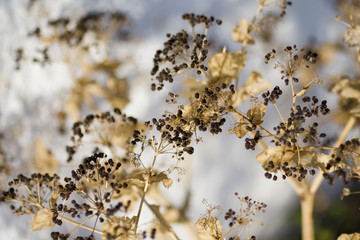 background fleuri