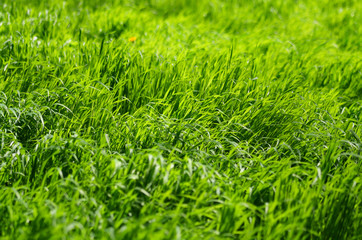 Fresh green grass in sunshine in early spring