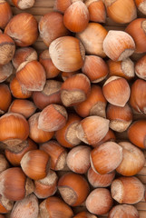 many brown hazelnuts with hard nutshells