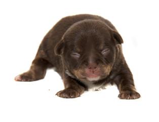 Chihuahua dog on white background