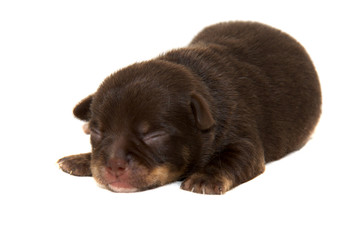 Chihuahua dog on white background