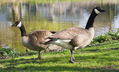 Naklejka na ściany i meble Couple of Canada- or Canadian geese at the waterside