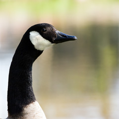 Obraz premium Head and neck of Canada- or Canadian goose - square