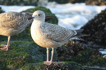 Brown seagull