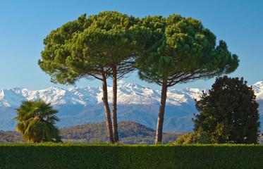Tree and mountains