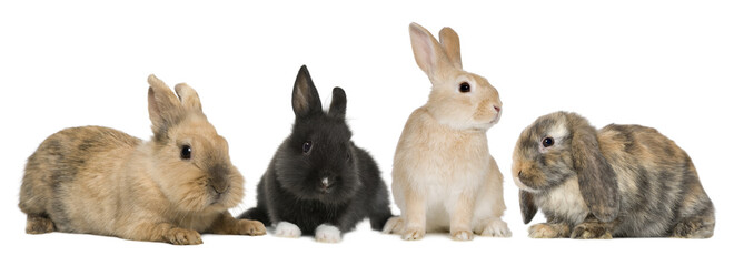 Obraz premium Bunny rabbits sitting in front of white background, studio shot