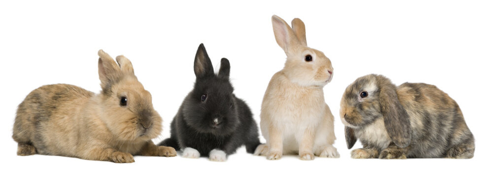 Bunny rabbits sitting in front of white background, studio shot