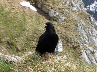 Alpendohle