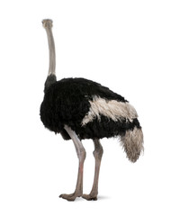 Mannelijke struisvogel die voor een witte achtergrond staat