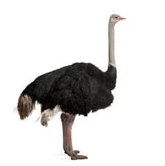 Foto op Plexiglas Struisvogel Mannelijke struisvogel die voor een witte achtergrond staat