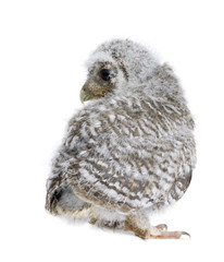 Baby Little Owl, 4 weeks old, in front of white background