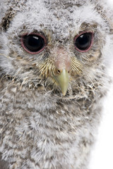 Close-up of Baby Little Owl, 4 weeks old, Athene noctua