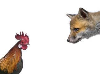Red fox cub looking at rooster in front of white background