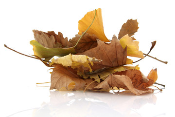 Naklejka premium Composition de feuilles d'automne