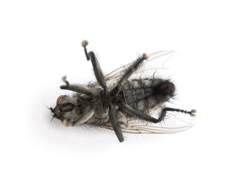 Flesh fly in front of white background, studio shot