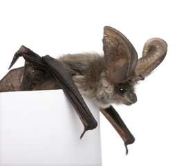Grey long-eared bat in front of white background