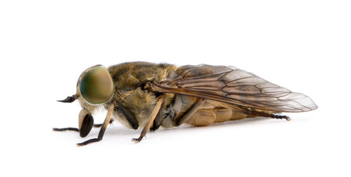 Pale giant horse-fly, in front of white background, studio shot