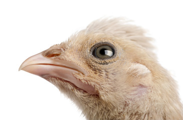 Polish Chicken, 23 days old, in front of a white background