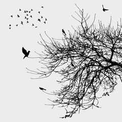 Branche et oiseaux