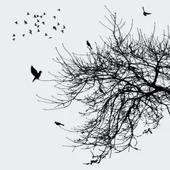 Afwasbaar Fotobehang Vogels in boom Tak en vogels