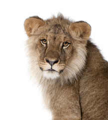 Obraz na płótnie Canvas Lew, Panthera leo, 9 miesięcy, z przodu białe tło