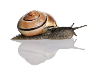 Garden snail in front of a white background, studio shot