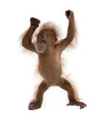 Acrylic prints Monkey Baby Sumatran Orangutan, standing in front of white background