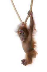 Baby Sumatran Orangutan hanging on rope against white background