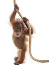 Baby Sumatran Orangutan hanging on rope against white background © Eric Isselée