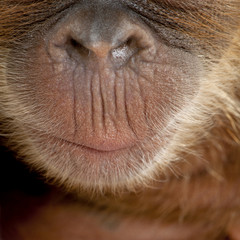 Close-up of baby Sumatran Orangutan's nose and mouth