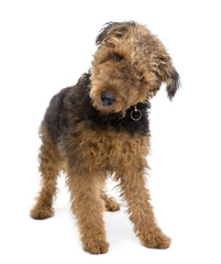 Airedale, 1 year old, standing in front of a white background