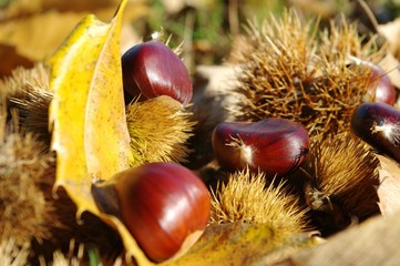 automne - saison des châtaignes