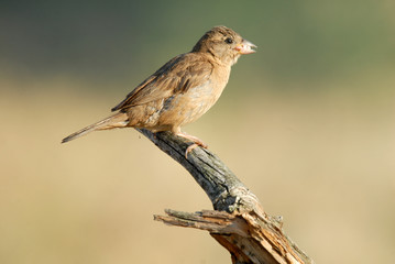 Gorri&oacute;n hembra