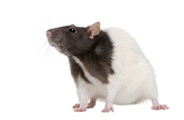 Rat, 1 year old, standing in front of a white background
