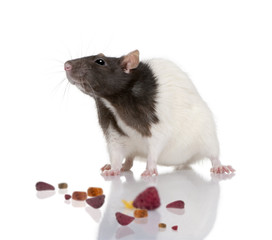 Rat, standing in front of a white background with food