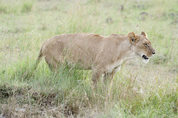 Fototapeta na wymiar African lioness