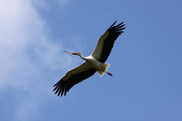 Fototapeta na wymiar Fliegender Weißstorch