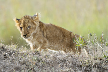 African lion  cub